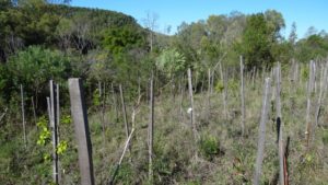 Execução de plantio em área degradada.