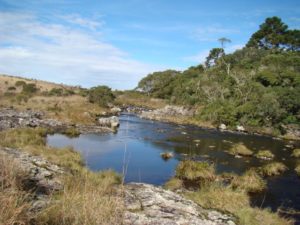 Floresta Ombrófila Mista (Mata com Araucária) no município de Cambará do Sul, RS.