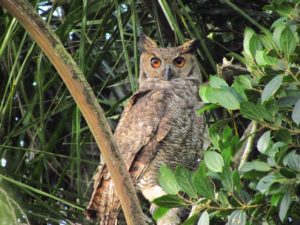 Jacurutu (Bubo virginianus)