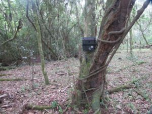 Monitoramento com armadilhas fotográficas.