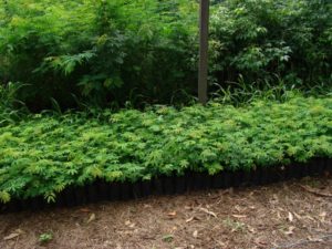 Mudas de espécies nativas no viveiro de produção.