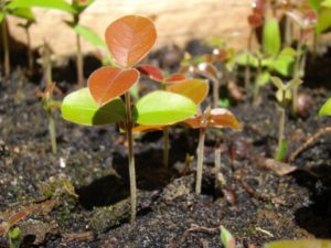 Plântulas de espécies nativas no viveiro de produção de mudas.