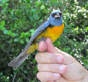 Sanhaçu-Papa-Laranja (Pipraeidea bonariensis)