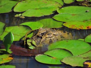 Jacaré-de-papo-amarelo (Caiman latirostris)
